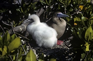 Red-footed booby adult on sheltered nest with large fluffy chick. (Sula sula) Red-footed booby adult on sheltered nest with large fluffy chick. (Sula sula)