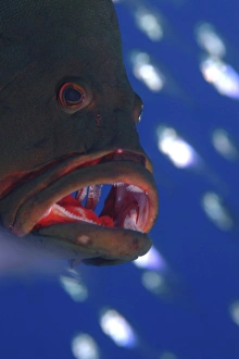 Redmouth Grouper (Aethaloperca rogaa) Showing its namesake bright red inside mouth Redmouth Grouper (Aethaloperca rogaa) Showing its namesake bright red inside mouth