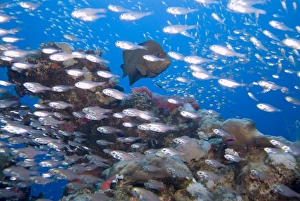 Redmouth Grouper (Aethaloperca rogaa). So named because of its bright red inside mouth Redmouth Grouper (Aethaloperca rogaa). So named because of its bright red inside mouth