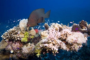 Redmouth Grouper (Aethaloperca rogaa). Red Sea Redmouth Grouper (Aethaloperca rogaa). Red Sea