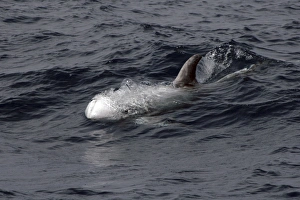 Risso's Dolphin Torpedo - behaviour just before a feeding dive. Azores, North Atlantic Risso's Dolphin Torpedo - behaviour just before a feeding dive. Azores, North Atlantic