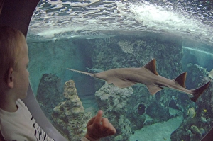 Sawfish Pristis sp., member of the rays and sharks, Oceanopolis, Brest, Britanny, France Sawfish Pristis sp., member of the rays and sharks, Oceanopolis, Brest, Britanny, France