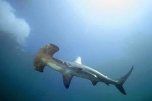 Scalloped hammerhead shark (Sphyrna lewini). Kaneohe Bay, Oahu, Hawaii (N. Pacific) (rr) Scalloped hammerhead shark (Sphyrna lewini). Kaneohe Bay, Oahu, Hawaii (N. Pacific) (rr)