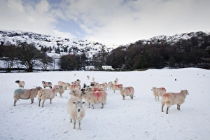 Sheep in a field in Grasmere in the Lake District National Park UK in snow Sheep in a field in Grasmere in the Lake District National Park UK in snow