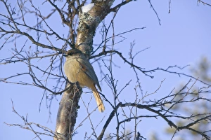 A Siberian Jay in Winter in Saariselka Northern Finland Climate change has already raised A Siberian Jay in Winter in Saariselka Northern Finland Climate change has already raised
