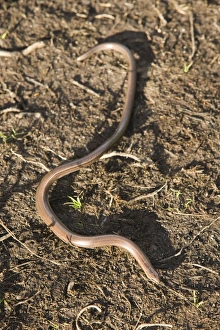 Specialist Stock Photos UK Prints: A Slow Worm a legless lizard