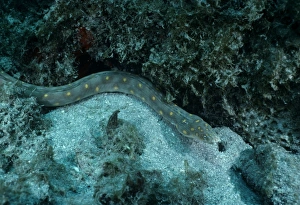 Deep Sea Creatures Images Prints: Snake Eel