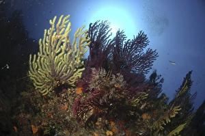 Soft Corals & Gorgonian Seafans (Species unknown).. Sardinia, Italy. (RR) Soft Corals & Gorgonian Seafans (Species unknown).. Sardinia, Italy. (RR)