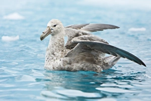 Southern Giant Petrel (Macronectes giganteus) on the water around the Antarctic Peninsula Southern Giant Petrel (Macronectes giganteus) on the water around the Antarctic Peninsula