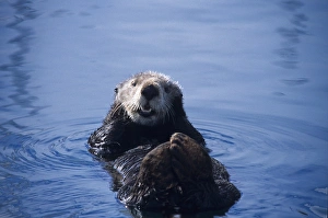 southern sea otter, enhydra lutris nereis, resting, note limbs are kept uot of water southern sea otter, enhydra lutris nereis, resting, note limbs are kept uot of water