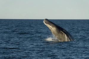 Sperm Whale Print - Breaching in the Gulf of California