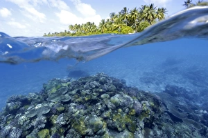 Rongelap Island Coral Reef Print