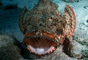 Venomous Fish Prints: Stone fish