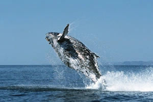 Sub-adult Humpback Whale, Megaptera novaeangliae, breaching in northern Gulf of Sub-adult Humpback Whale, Megaptera novaeangliae, breaching in northern Gulf of