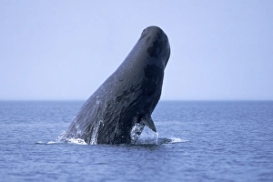 Sub-adult Sperm Whale (Physeter macrocephalus) breaching in northern Gulf of California Sub-adult Sperm Whale (Physeter macrocephalus) breaching in northern Gulf of California