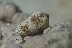 Textile Cone Shell (Conus textile), clear view of markings on shell as it crawls over Textile Cone Shell (Conus textile), clear view of markings on shell as it crawls over