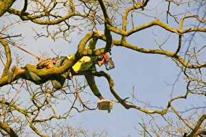Oak Tree Pruning Print
