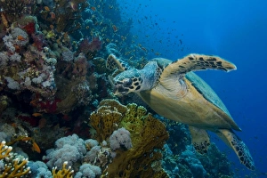 Turtle, Egyptian Red Sea, scenic view of reef, blue background 30-6-07 Turtle, Egyptian Red Sea, scenic view of reef, blue background 30-6-07