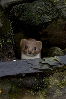 Weasel (Mustela nivalis) looking out a hole in an old wall. Loch Awe, nr Oban, Scotland, UK Weasel (Mustela nivalis) looking out a hole in an old wall. Loch Awe, nr Oban, Scotland, UK