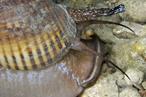 Whelk, Nassarius sp., at night, Lighthouse, Malapascua Island, Northern Cebu, Philippines (Visayan Sea) Whelk, Nassarius sp., at night, Lighthouse, Malapascua Island, Northern Cebu, Philippines (Visayan Sea)