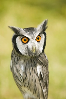 Bird Portrait Photography Prints: A White Faced Owl with a surprised expression on its face