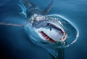 White shark looks above water (Carcharodon carcharius). South Africa White shark looks above water (Carcharodon carcharius). South Africa