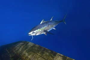 Yellowfin tuna, Thunnus albacares, offshore commercial longline tuna fishing, Brazil, Atlantic Ocean Yellowfin tuna, Thunnus albacares, offshore commercial longline tuna fishing, Brazil, Atlantic Ocean