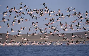 Africa Dominant Green Region Africa Water Animals Birds Africa Dominant Green Region Africa Water Animals Birds