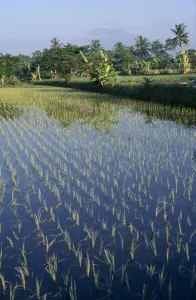 Java Island Scenery Prints: INDONESIA Java Mt Merapi Rice paddy