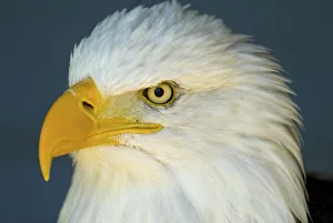 Canada, Alberta, Coaldale Bald Eagle at the Alberta Birds of Prey Centre in Coaldale Canada, Alberta, Coaldale Bald Eagle at the Alberta Birds of Prey Centre in Coaldale