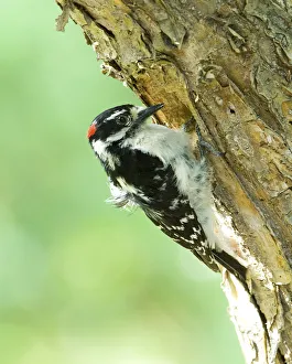 Canada, Alberta, Lethbridge Downy Woodpecker Picoides pubescens excavating nest Canada, Alberta, Lethbridge Downy Woodpecker Picoides pubescens excavating nest