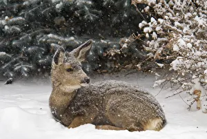Canada, Alberta, Lethbridge Young Mule Deer sitting on the snow overwintering in Canada, Alberta, Lethbridge Young Mule Deer sitting on the snow overwintering in