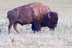 Canada, Alberta, Milk River Ridge, American Bison Bos bison Canada, Alberta, Milk River Ridge, American Bison Bos bison