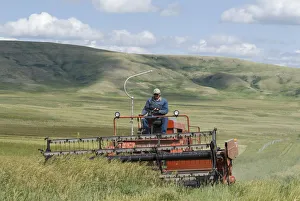 Canada, Alberta, Porcupine Hills, Harvesting feed oats on a ranch near the Cowboy Trail Canada, Alberta, Porcupine Hills, Harvesting feed oats on a ranch near the Cowboy Trail