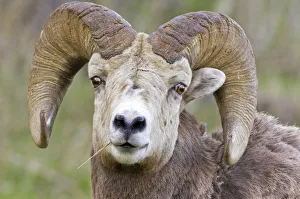 Canada, Alberta, Waterton Bighorn Sheep at Waterton Lakes National Park Canada, Alberta, Waterton Bighorn Sheep at Waterton Lakes National Park