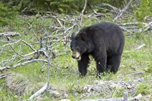 Canada, Alberta, Waterton Black Bear at Waterton Lakes National Park Canada, Alberta, Waterton Black Bear at Waterton Lakes National Park