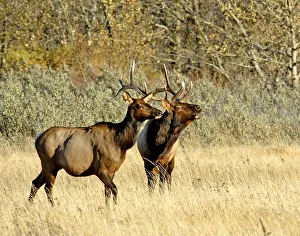 Canada, Alberta, Waterton Bull Elk bugling with a pregnant cow at his side during the Canada, Alberta, Waterton Bull Elk bugling with a pregnant cow at his side during the