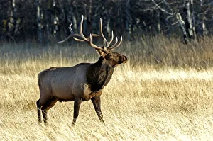 Canada, Alberta, Waterton Bull Elk Cervus elaphus during the fall rut at Waterton Canada, Alberta, Waterton Bull Elk Cervus elaphus during the fall rut at Waterton