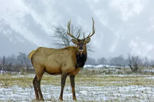 Canada, Alberta, Waterton Bull Elk during the fall rut at Waterton Lakes National Park Canada, Alberta, Waterton Bull Elk during the fall rut at Waterton Lakes National Park