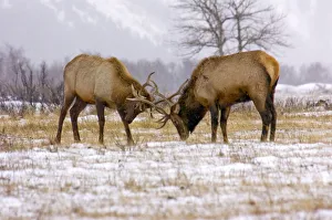 Canada, Alberta, Waterton Bull Elk fighting for dominance during the fall rut at Canada, Alberta, Waterton Bull Elk fighting for dominance during the fall rut at