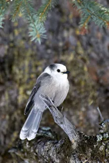 Canada, Alberta, Waterton Gray Jay Perisoreus canadensis Canada, Alberta, Waterton Gray Jay Perisoreus canadensis