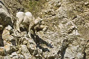 Canada, Alberta, Waterton Mountain Goat at Waterton Lakes National Park Canada, Alberta, Waterton Mountain Goat at Waterton Lakes National Park