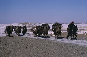 CHINA Xinjiang Province People Kazakh minority people moving camp riding horses CHINA Xinjiang Province People Kazakh minority people moving camp riding horses