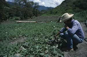 ECUADOR, Loja Men using small scale irrigation system on water melon crop ECUADOR, Loja Men using small scale irrigation system on water melon crop