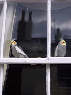 England West Sussex Shoreham-By-Sea Two Cockatiels England West Sussex Shoreham-By-Sea Two Cockatiels