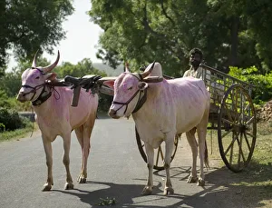 A FARMER WITH HIS BULLOCK CART - RURAL LIFE, INDIA A FARMER WITH HIS BULLOCK CART - RURAL LIFE, INDIA