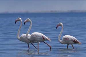 Flock of Greater Flamingoes wading in the shallow salt pans with the lagoon beyond Flock of Greater Flamingoes wading in the shallow salt pans with the lagoon beyond