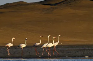 Flock of Greater Flamingoes walking along the edge of the shallow salt pans with sand dunes behind Flock of Greater Flamingoes walking along the edge of the shallow salt pans with sand dunes behind