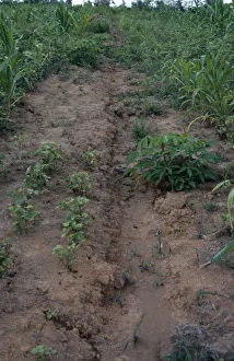 INDONESIA, Sumatra Soil erosion due to ploughing down slope INDONESIA, Sumatra Soil erosion due to ploughing down slope