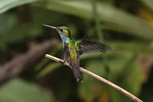 Blue Chested Hummingbird Blue Chested Hummingbird